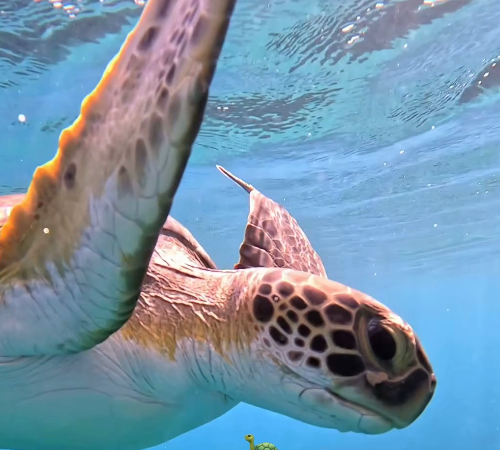 tortues