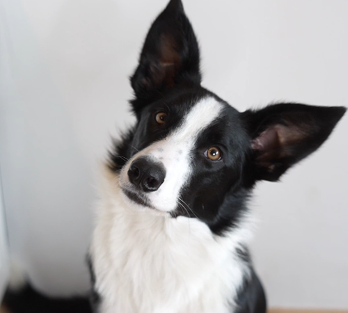 maxizoo video ugc chien